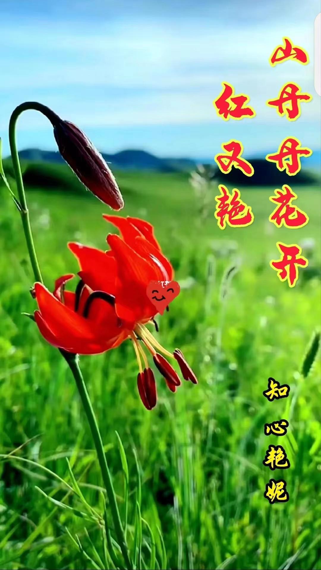 山丹丹花开红艳艳简谱歌谱